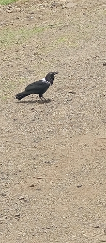 Pied Crow