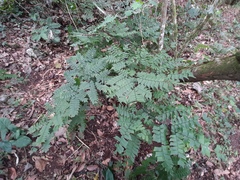Adiantum trapeziforme