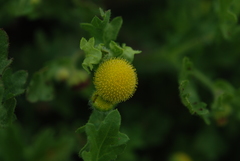 Grangea maderaspatana