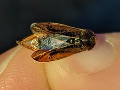 Hesperocorixa lucida