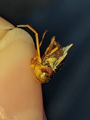 Hesperocorixa lucida