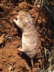 Geomys texensis