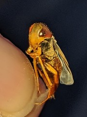 Hesperocorixa lucida