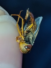 Hesperocorixa lucida