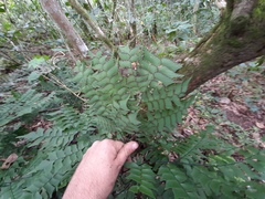 Adiantum trapeziforme