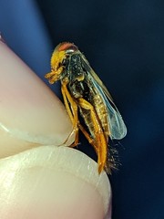 Hesperocorixa lucida