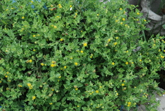 Grangea maderaspatana