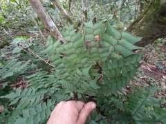 Adiantum trapeziforme