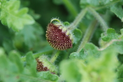 Grangea maderaspatana