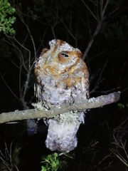 Psiloscops flammeolus