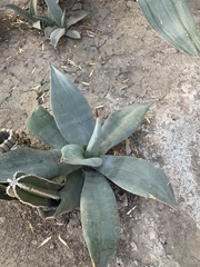 Agave weberi