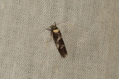 Oecophorinae