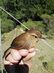 Troglodytes aedon brunneicollis