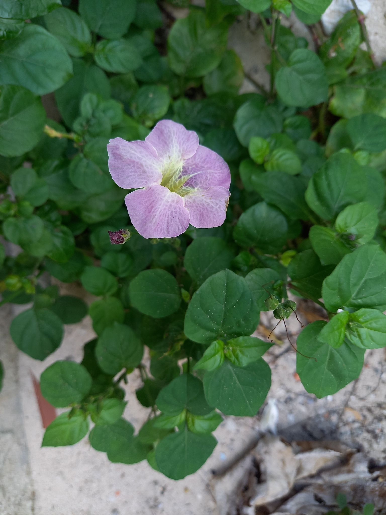 Asystasia gangetica — ảnh 2
