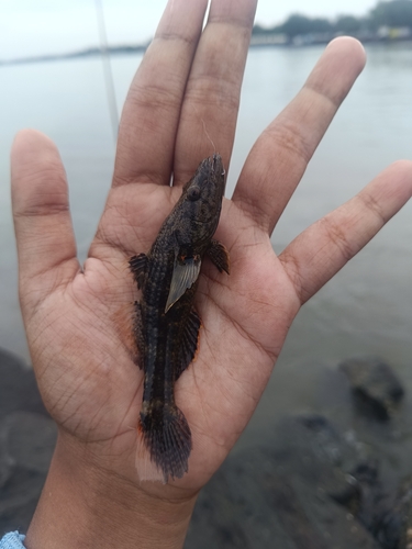 Ambon gudgeon (Butis amboinensis) — Eleotridae — 2