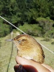Troglodytes aedon brunneicollis