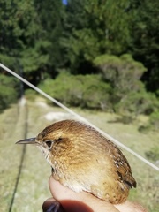 Troglodytes aedon brunneicollis