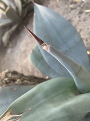 Agave weberi