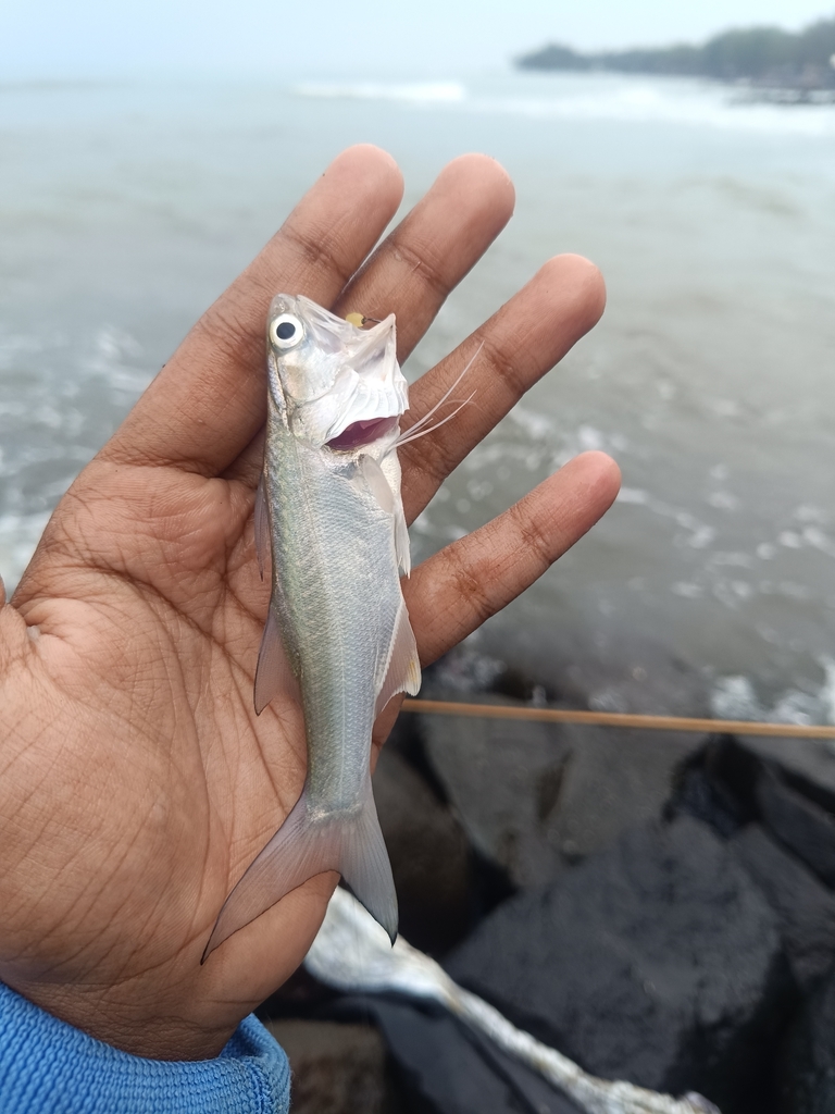 Threefinger threadfin (Eleutheronema tridactylum) — Polynemidae