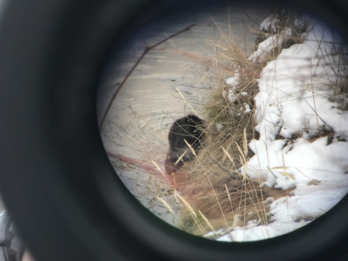 American Beaver photographed in Michigan