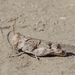 Dissosteira pictipennis - Photo (c) Robert, alguns direitos reservados (CC BY-NC)