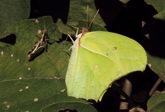 Anteos maerula
