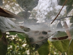 Agelena labyrinthica