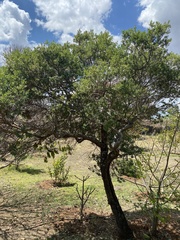 Baccharis heterophylla