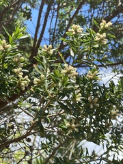 Baccharis heterophylla
