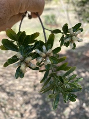 Baccharis heterophylla