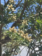 Baccharis heterophylla