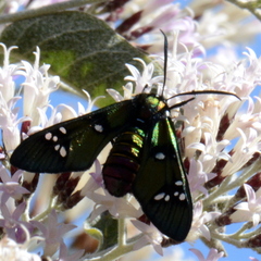 Chrysocale principalis