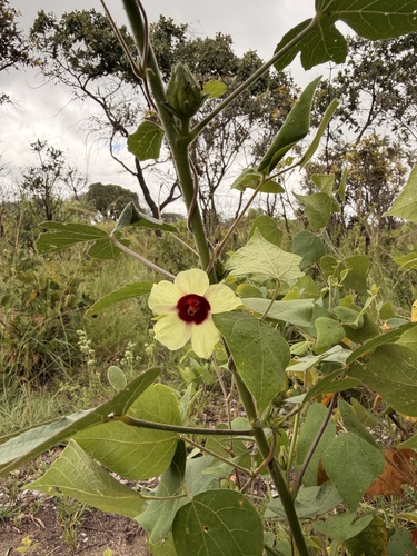 Wild Stockrose