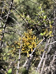 Korthalsella clavata