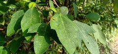 Ficus grossularioides