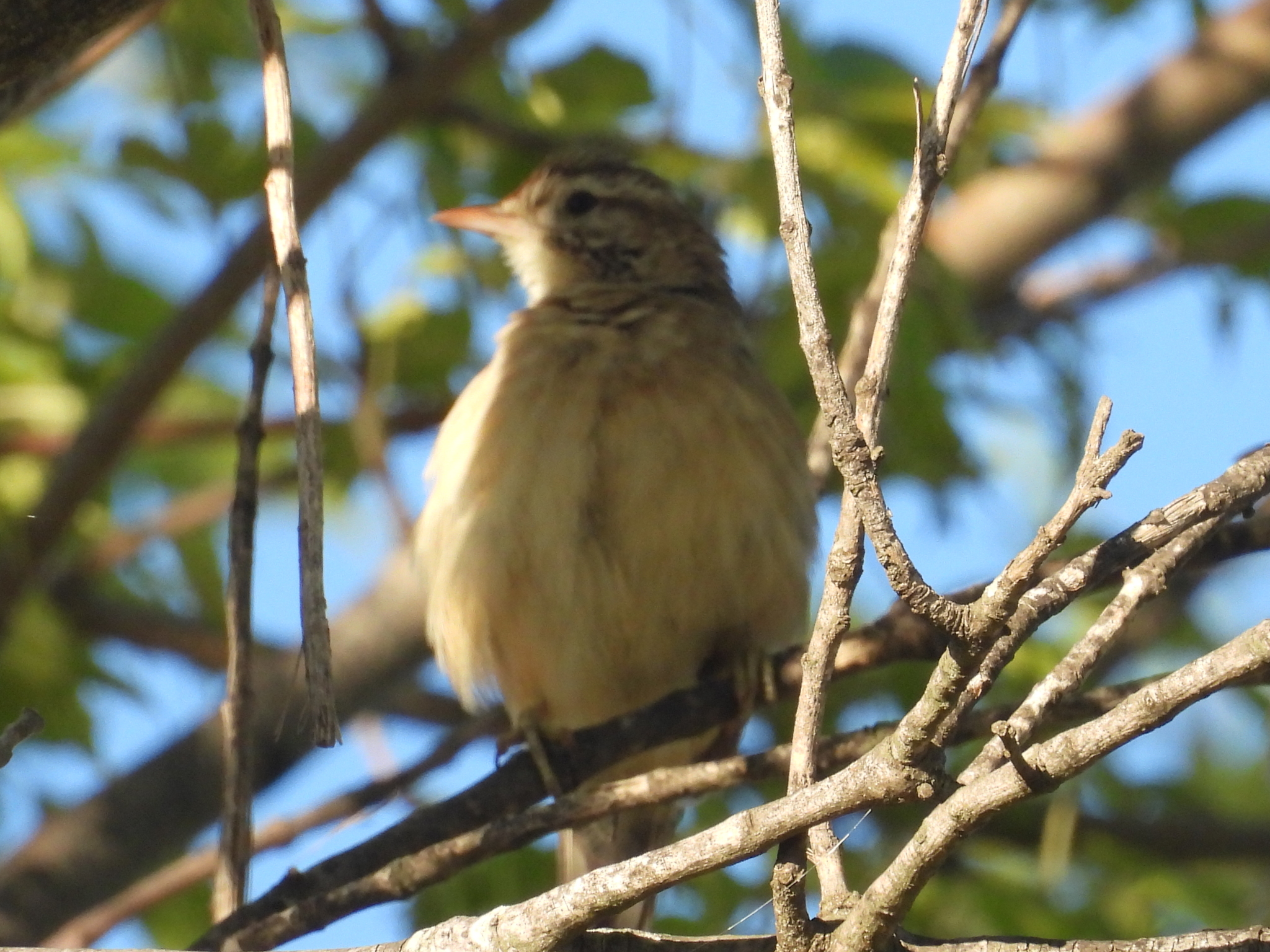 Firewood-gatherer (Anumbius annumbi), photo 10