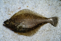 Citharichthys sordidus