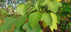 Ficus grossularioides