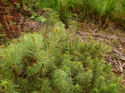 larchleaf triggerplant (Stylidium laricifolium)