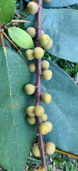 Ficus grossularioides