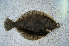 Lepidopsetta bilineata