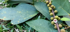 Ficus grossularioides