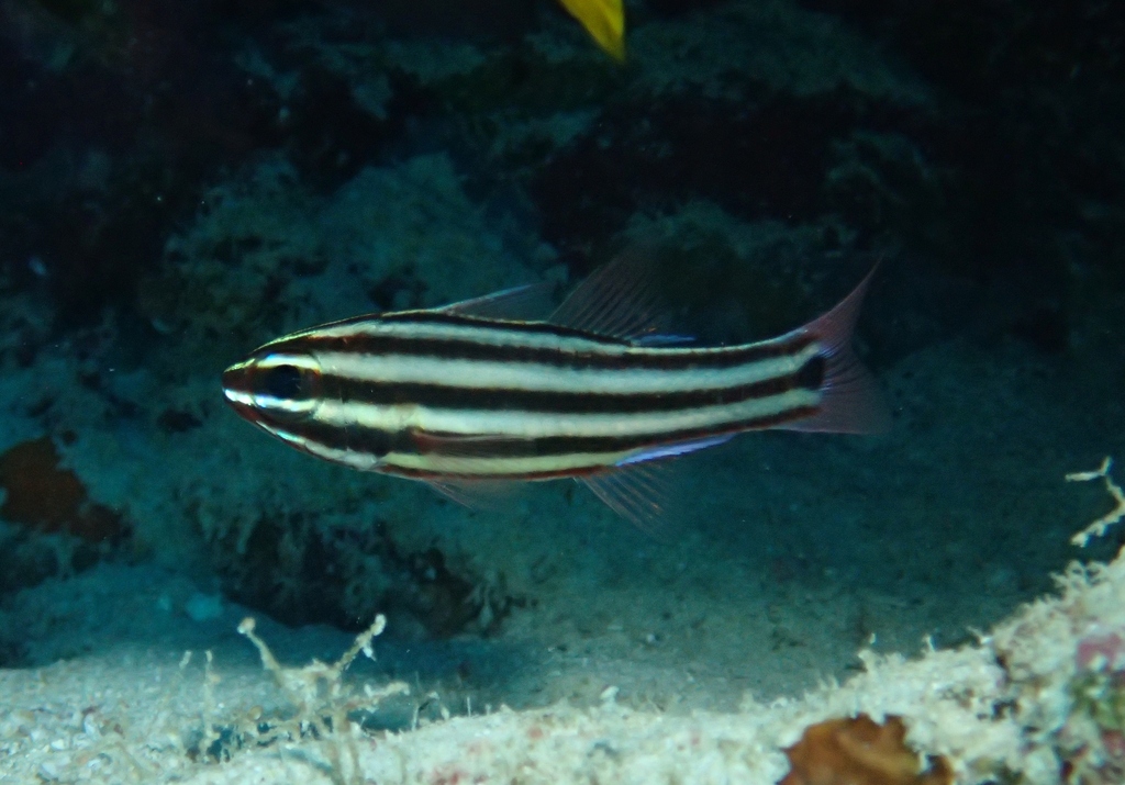 Broadstripe cardinalfish (Ostorhinchus angustatus) — Apogonidae