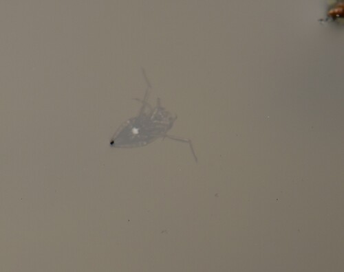 Enithares observed 2026-03-17