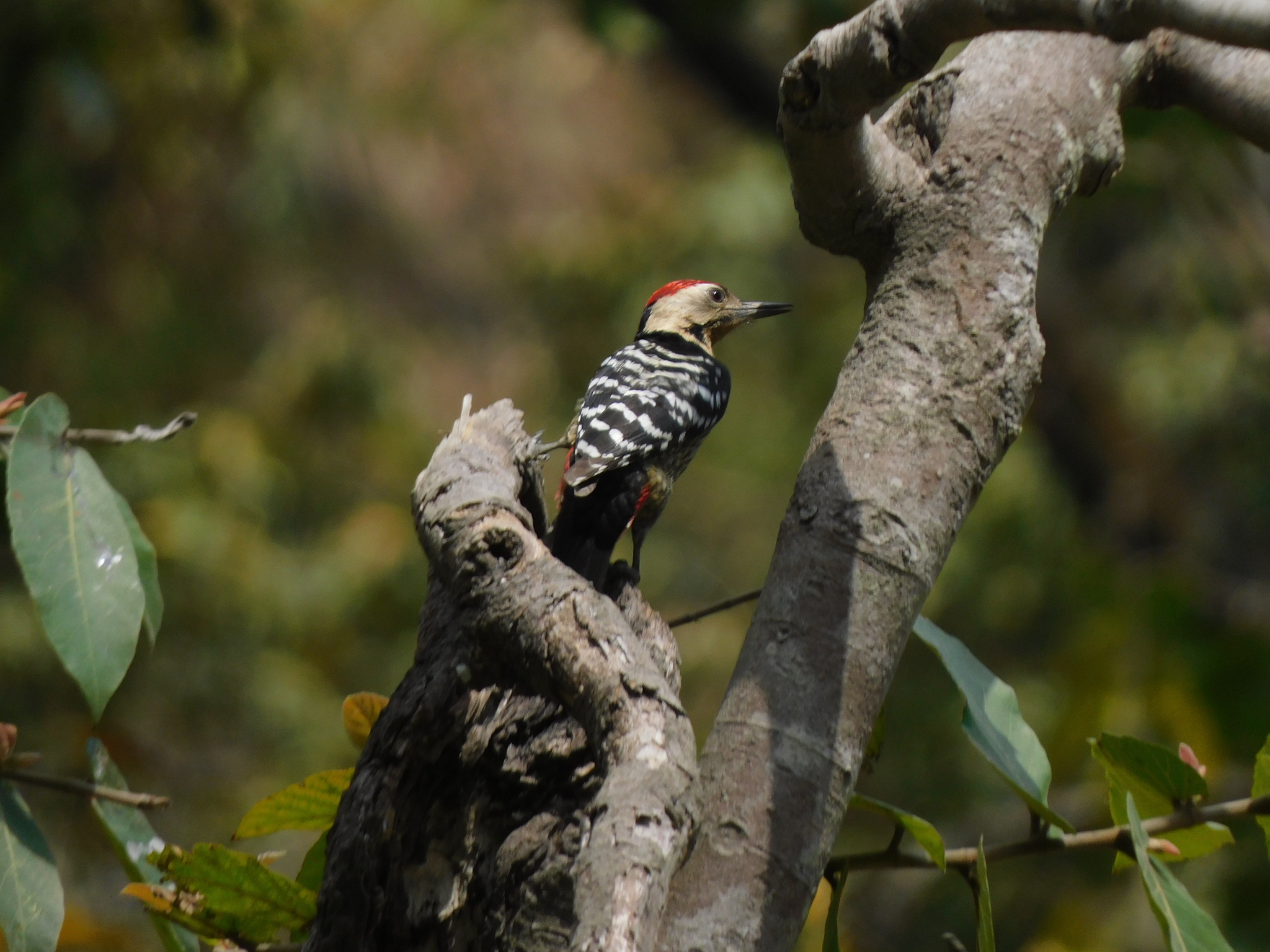 Fulvous-breasted Woodpecker (Dendrocopos macei), photo 7