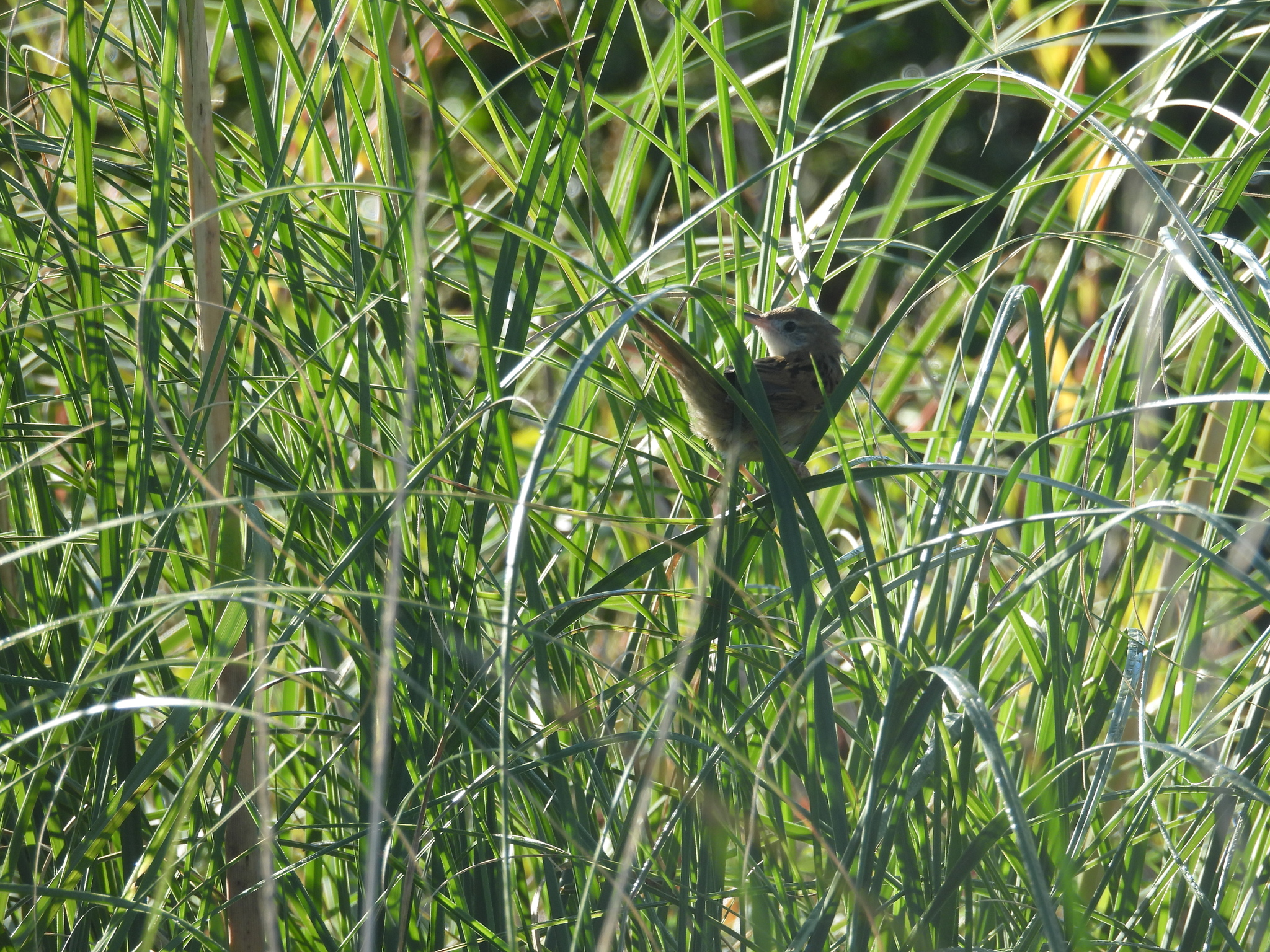 Bay-capped Wren-Spinetail (Spartonoica maluroides), photo 1