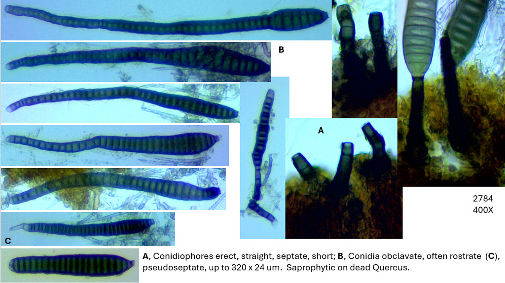 Corynespora proliferata