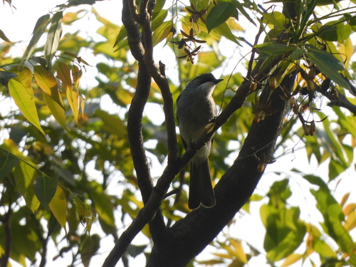 Ashy Bulbul (Hemixos flavala), photo 6