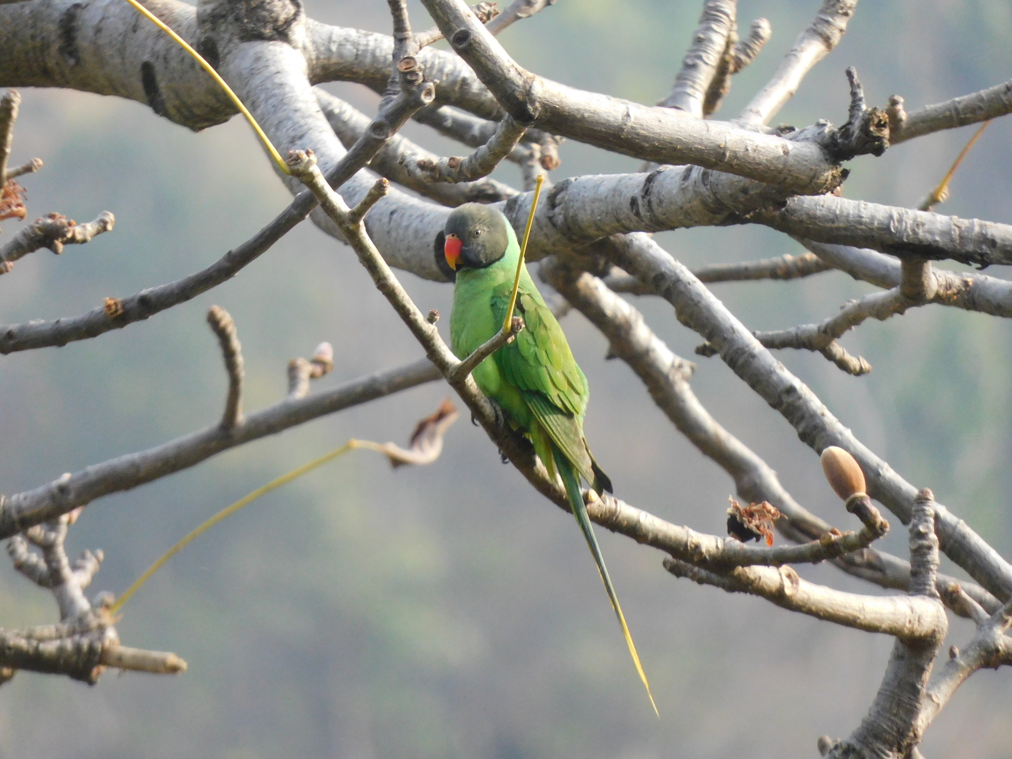 Slaty-headed Parakeet (Psittacula himalayana), photo 6