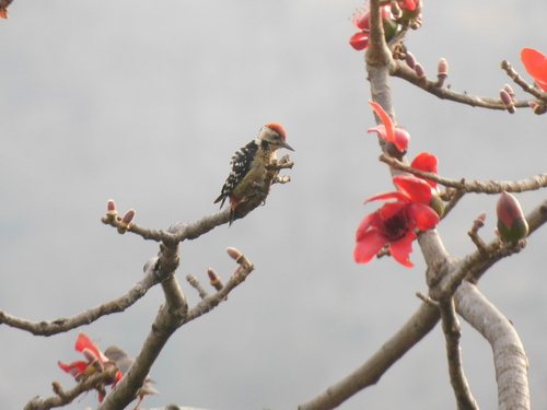 Fulvous-breasted Woodpecker (Dendrocopos macei), photo 8